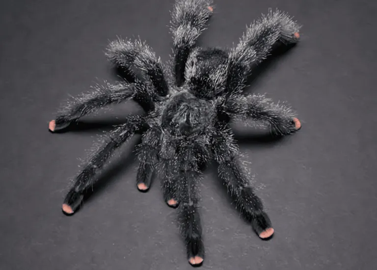 17844 pink toe tarantula feeding