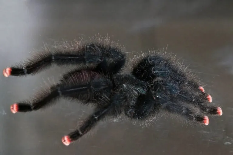 /img/17844-pink-toe-tarantula-healthy.webp
