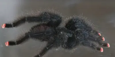 /img/17844-pink-toe-tarantula-healthy.webp