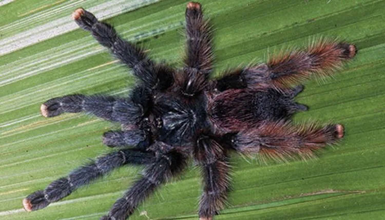 17844 pink toe tarantula molting