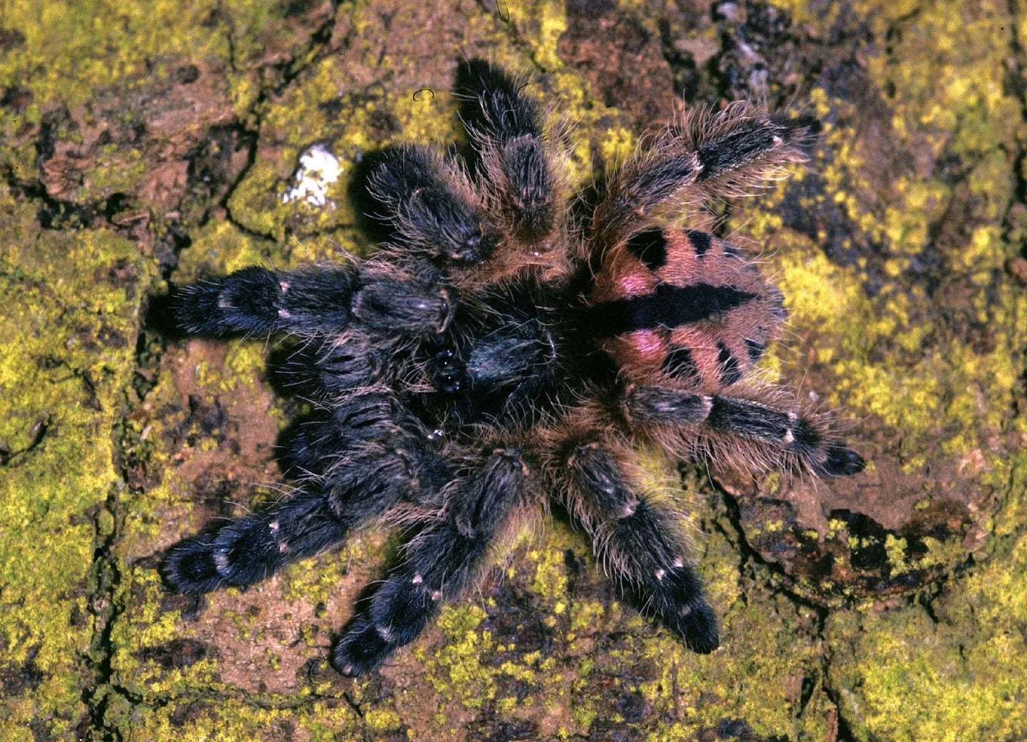17844 pink toe tarantula water dish