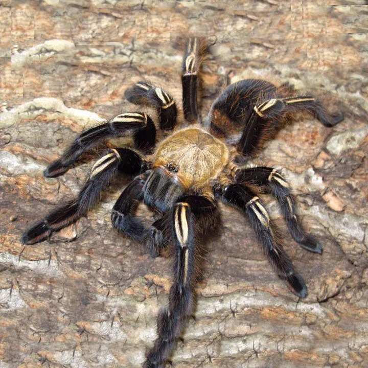 17845 tarantula facts