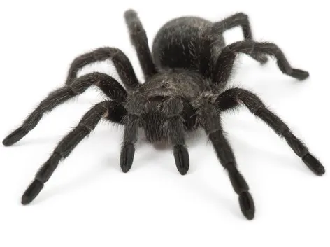 /img/17846-tarantula-nc-buyer.webp