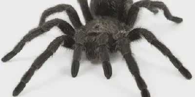 /img/17846-tarantula-nc-buyer.webp