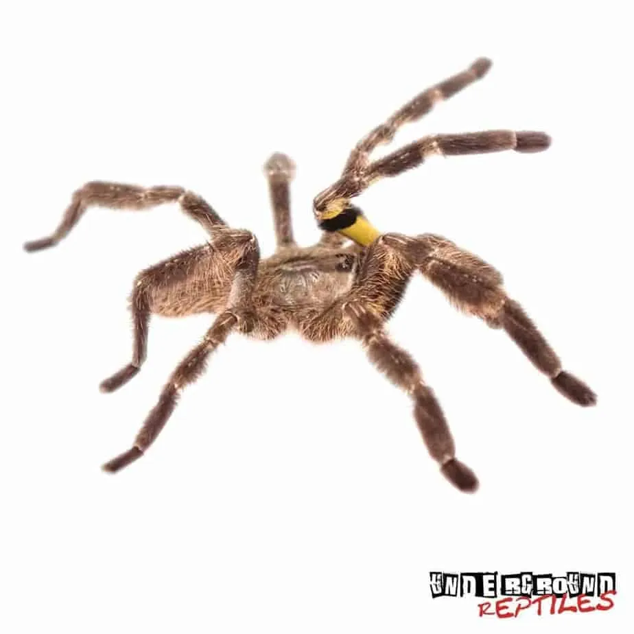 17846 tarantula species nc