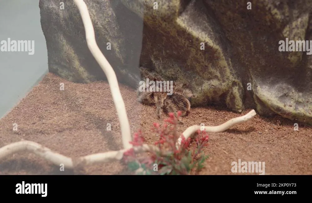 18107 tarantula species