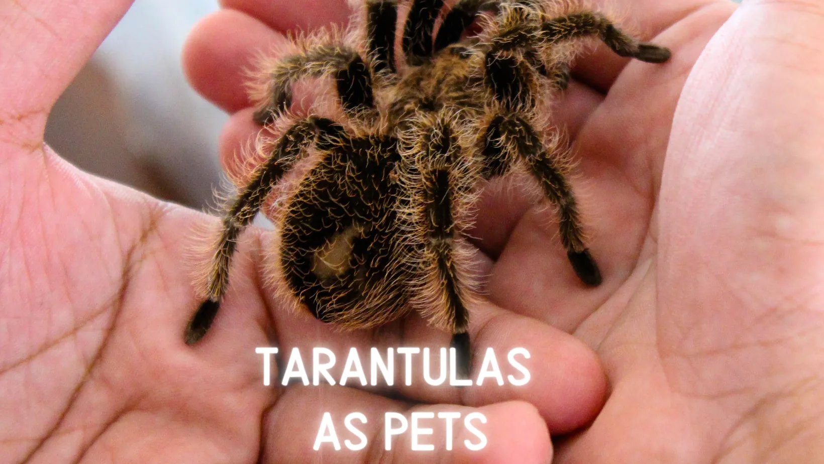 /img/18109-tarantula-diseases.webp