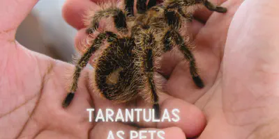 /img/18109-tarantula-diseases.webp