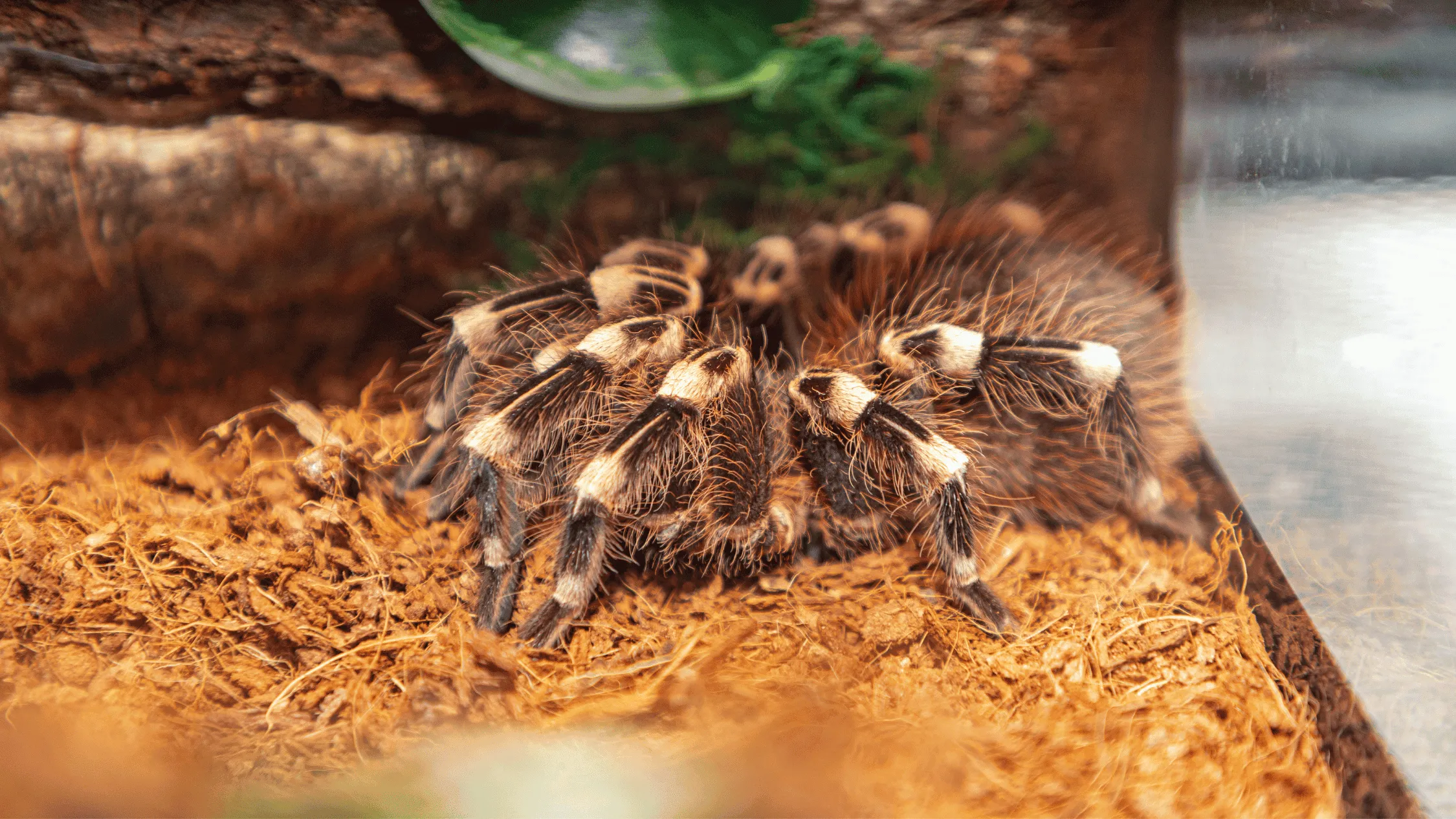 18109 tarantula habitat