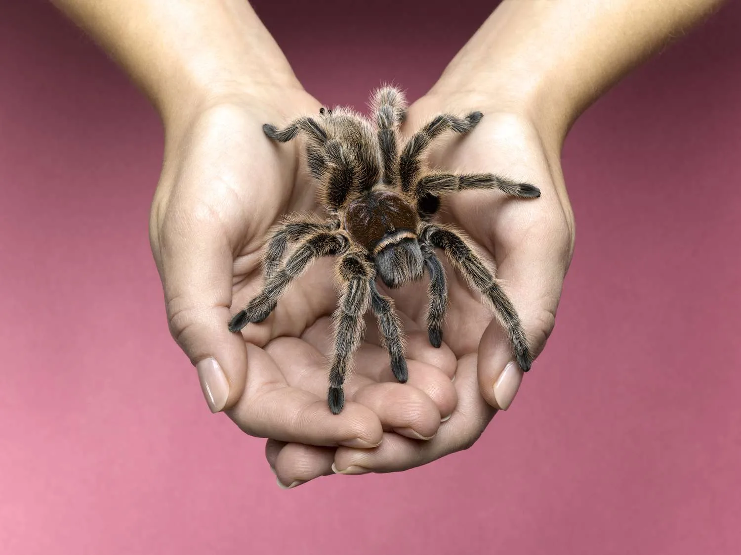 18109 tarantula health