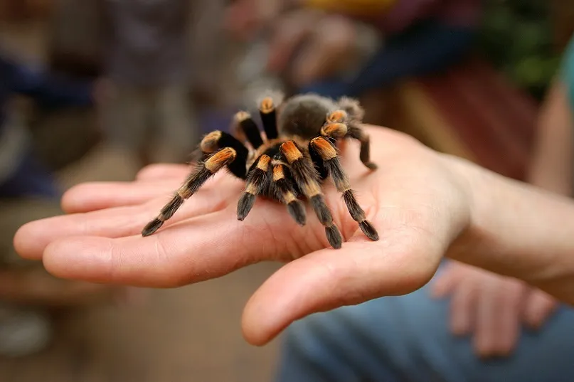 18109 tarantula species