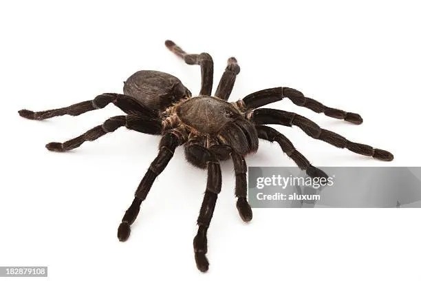 18110 tarantula image 4