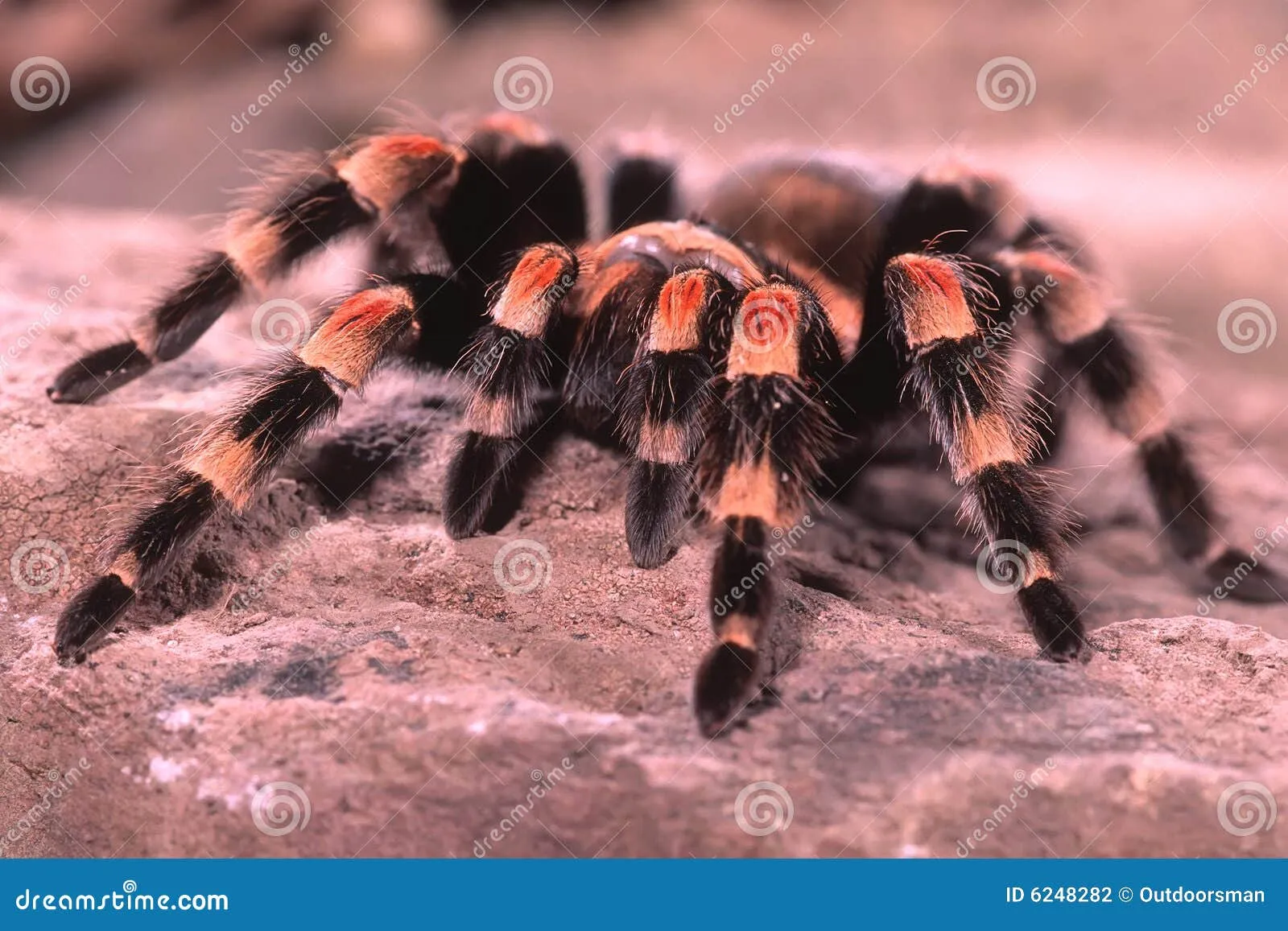 18110 tarantula image 5