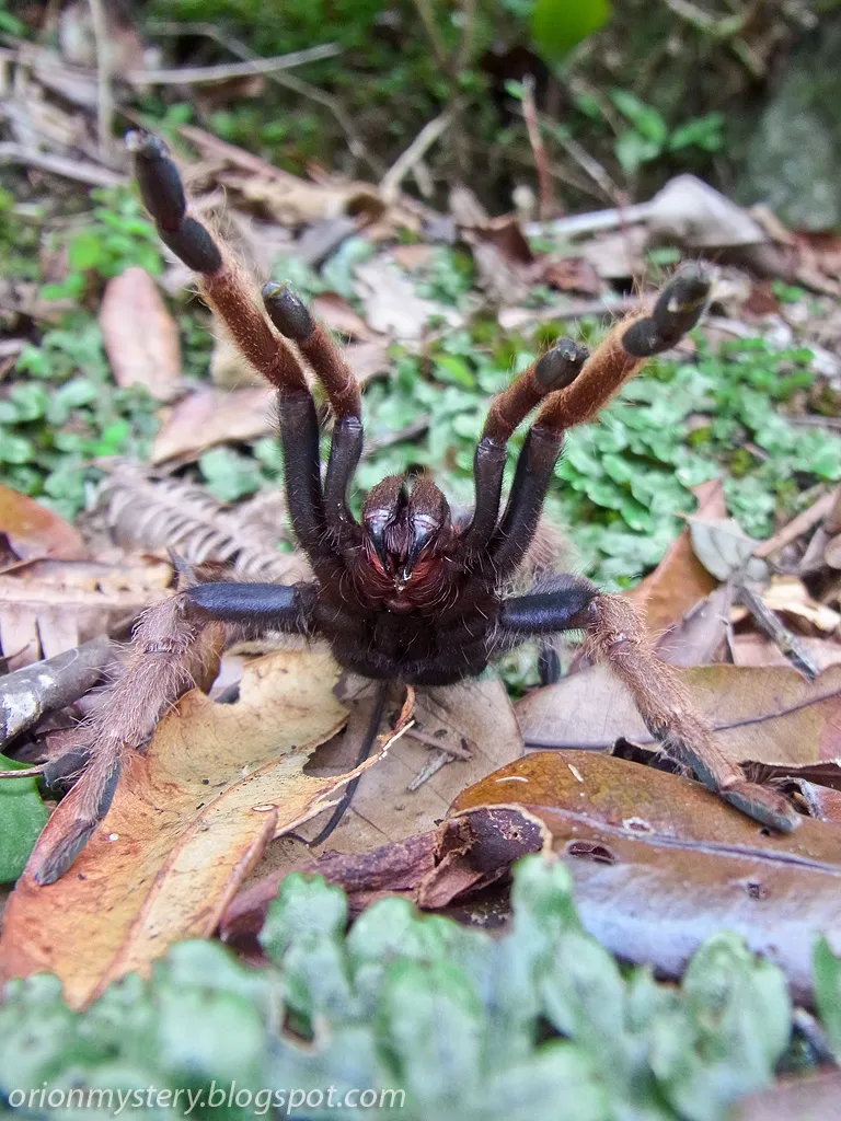 /img/18110-tarantula-image-7.webp