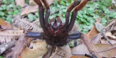 /img/18110-tarantula-image-7.webp