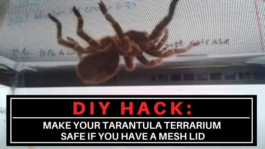 18111 escondite tarantula 4