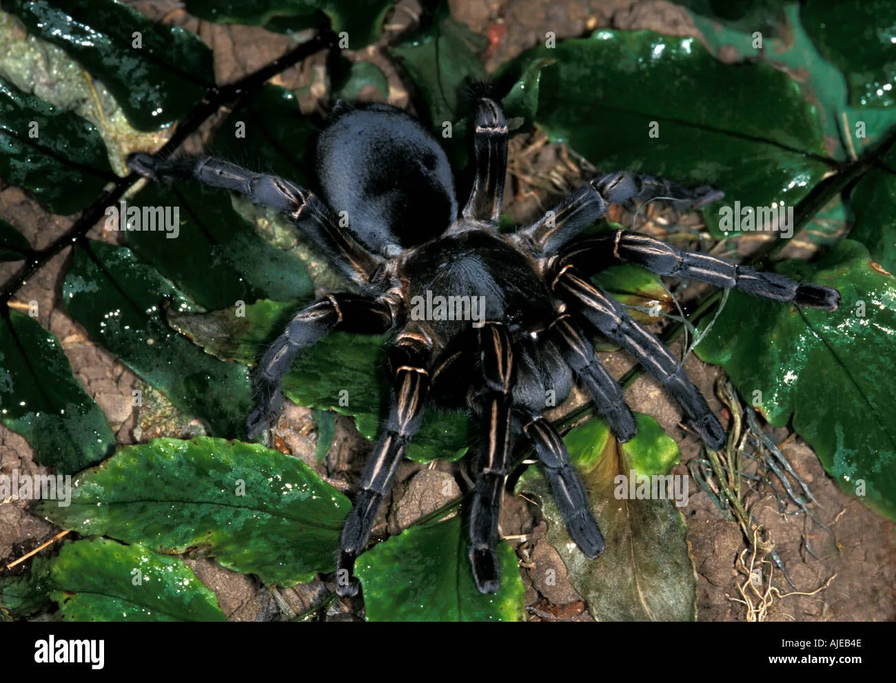 18113 malaysia tarantula habitat