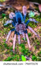 /img/18113-tarantula-care.webp