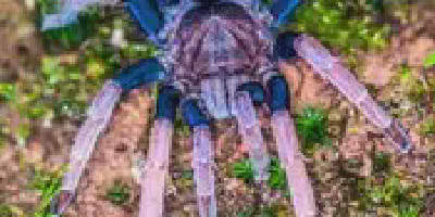 /img/18113-tarantula-care.webp