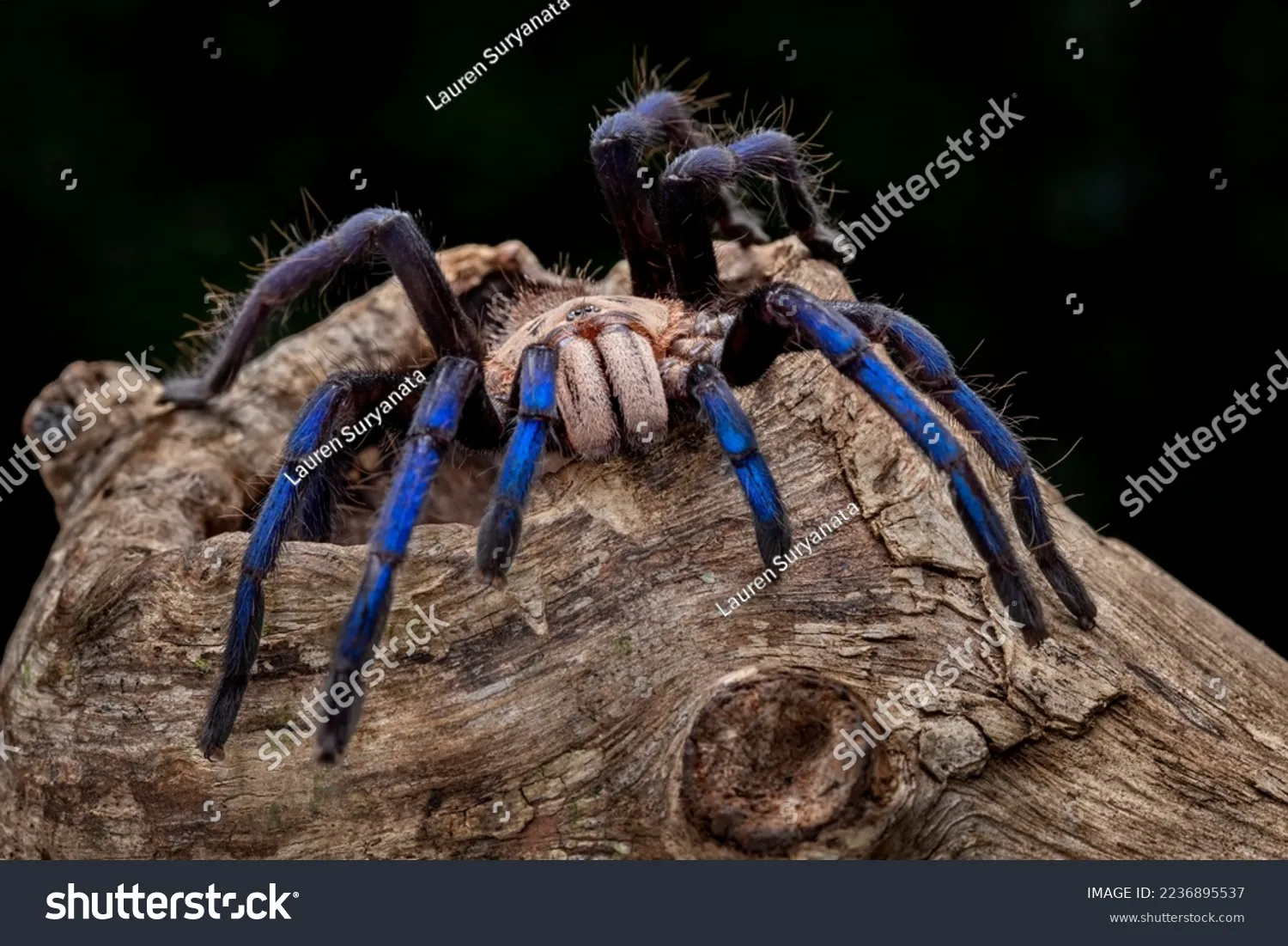 18113 tarantula feeding