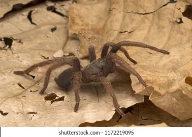 18113 tarantula handling