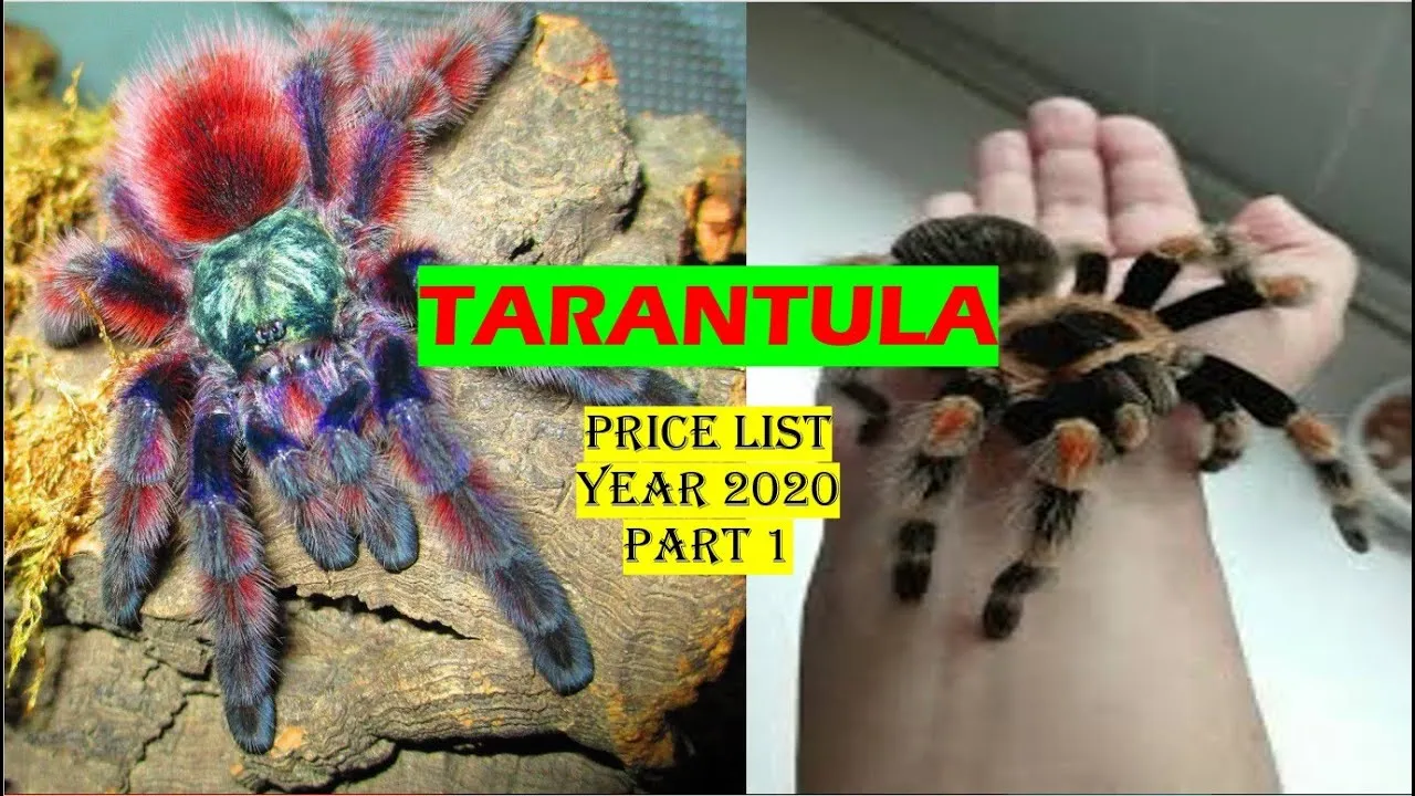 18115 tarantula species