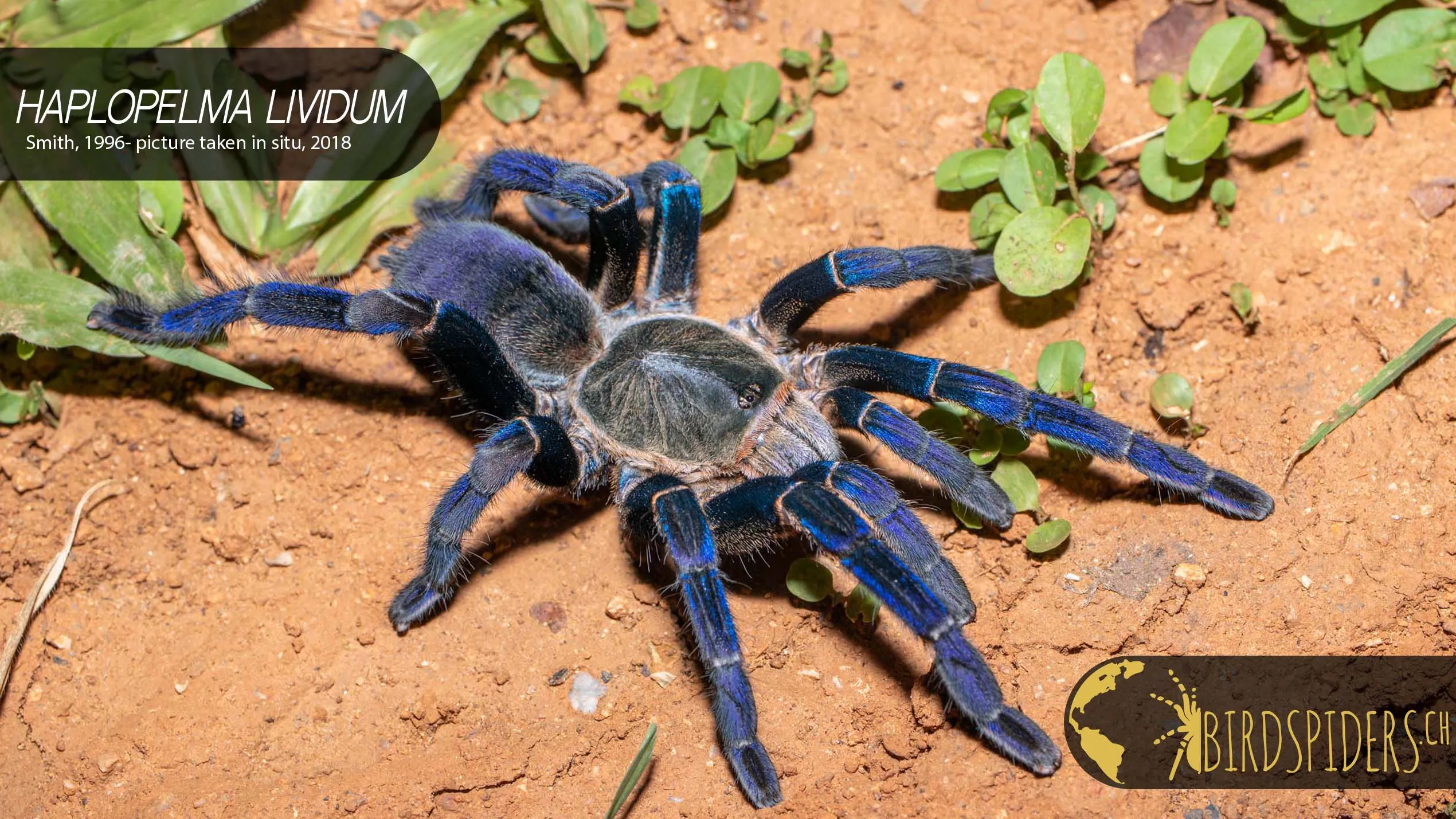 /img/18117-tarantula-healthy-diet.webp