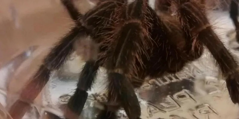 18118 tarantula feeding