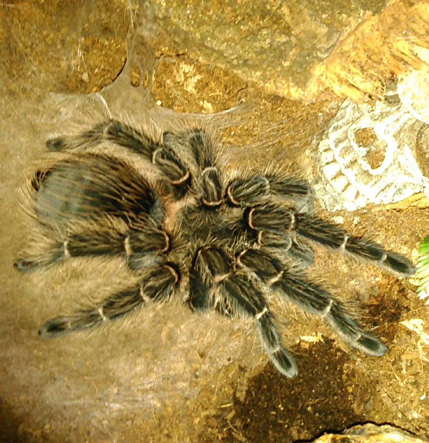 18118 tarantula handling