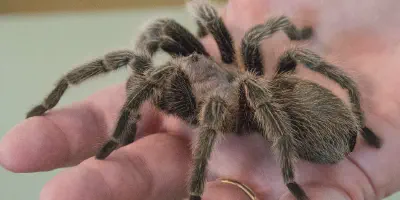 /img/18118-tarantula-molting.webp