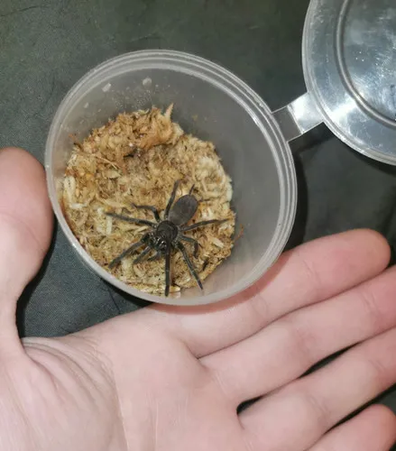 18118 tarantula overview