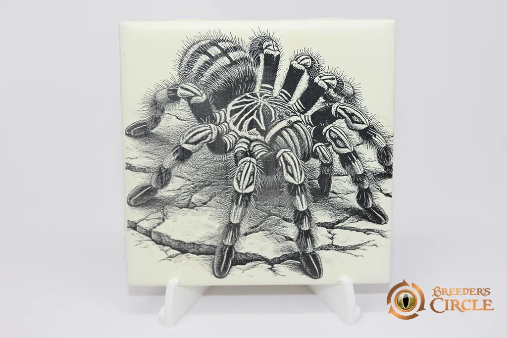 18118 tarantula water