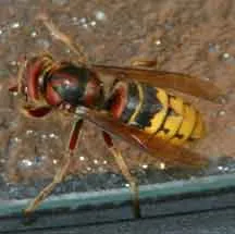 18119 japanese giant hornet image