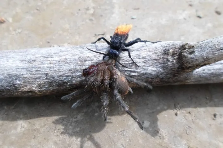 18119 tarantula hawk hunting