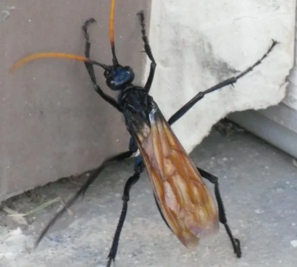 18119 tarantula hawk image