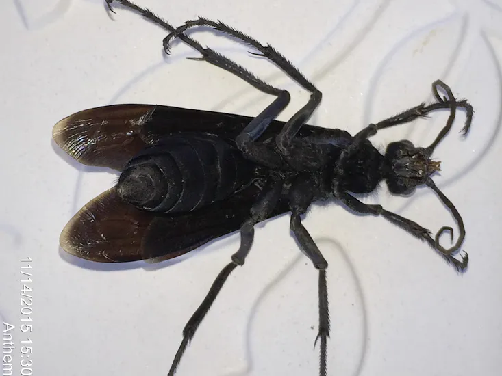 18119 tarantula hawk vs hornet