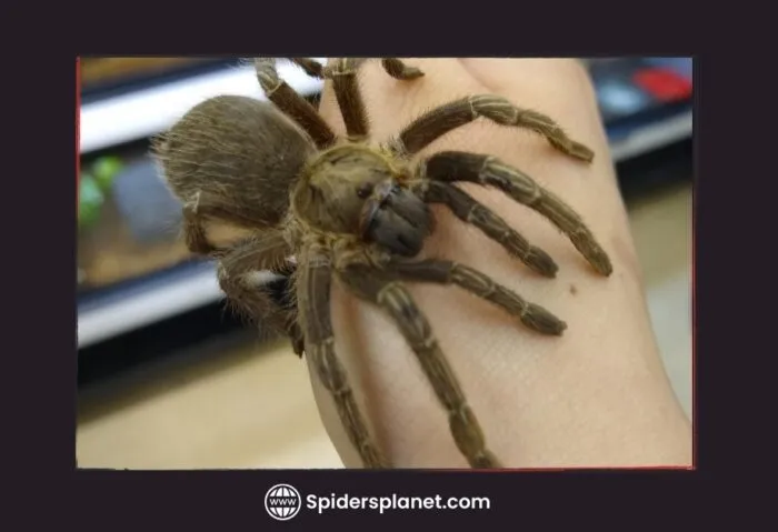 18120 tarantula spider image2