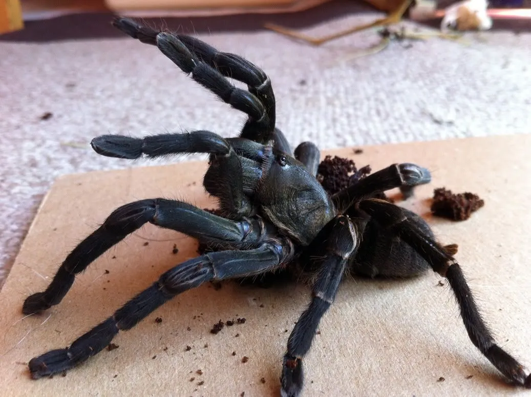18120 tarantula spider image3