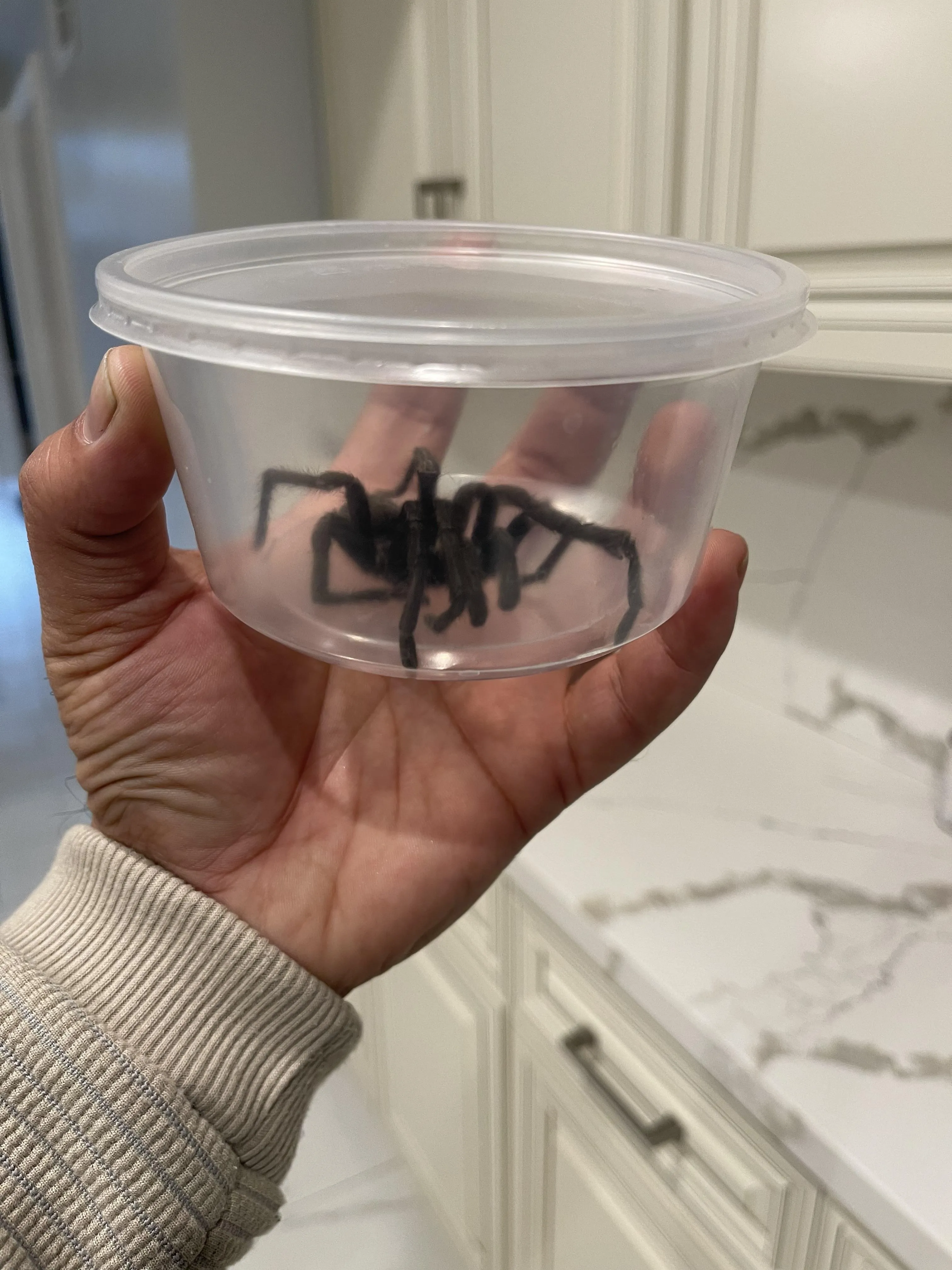 18120 tarantula spider image4