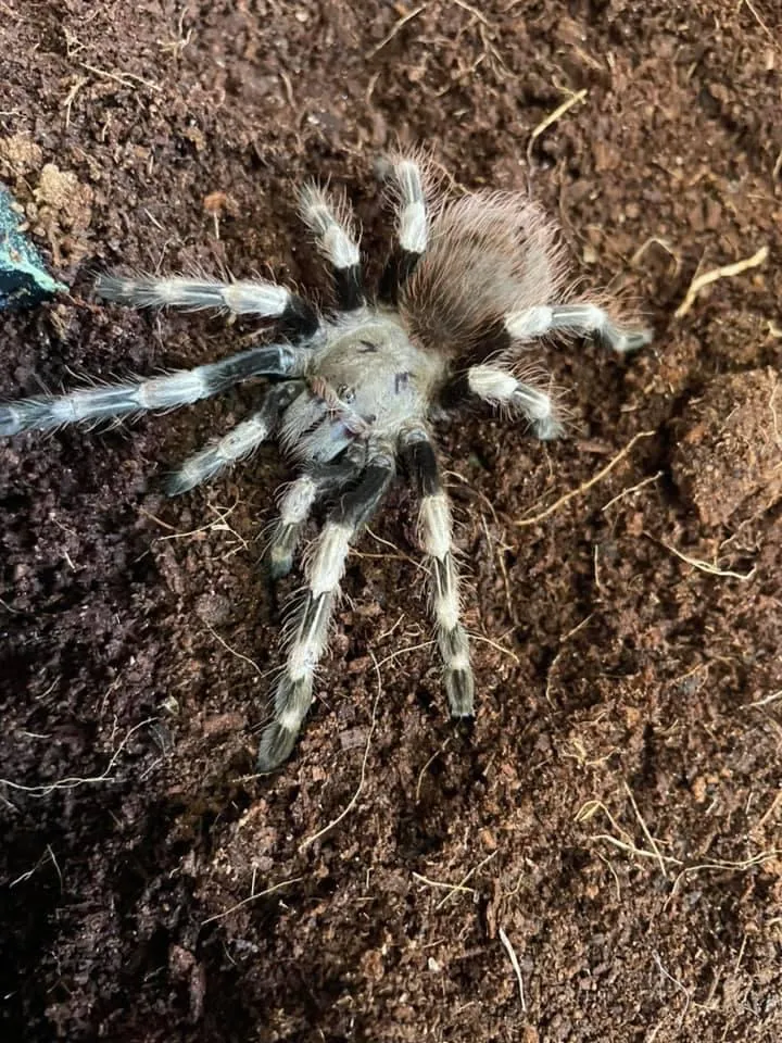 18120 tarantula spider image6