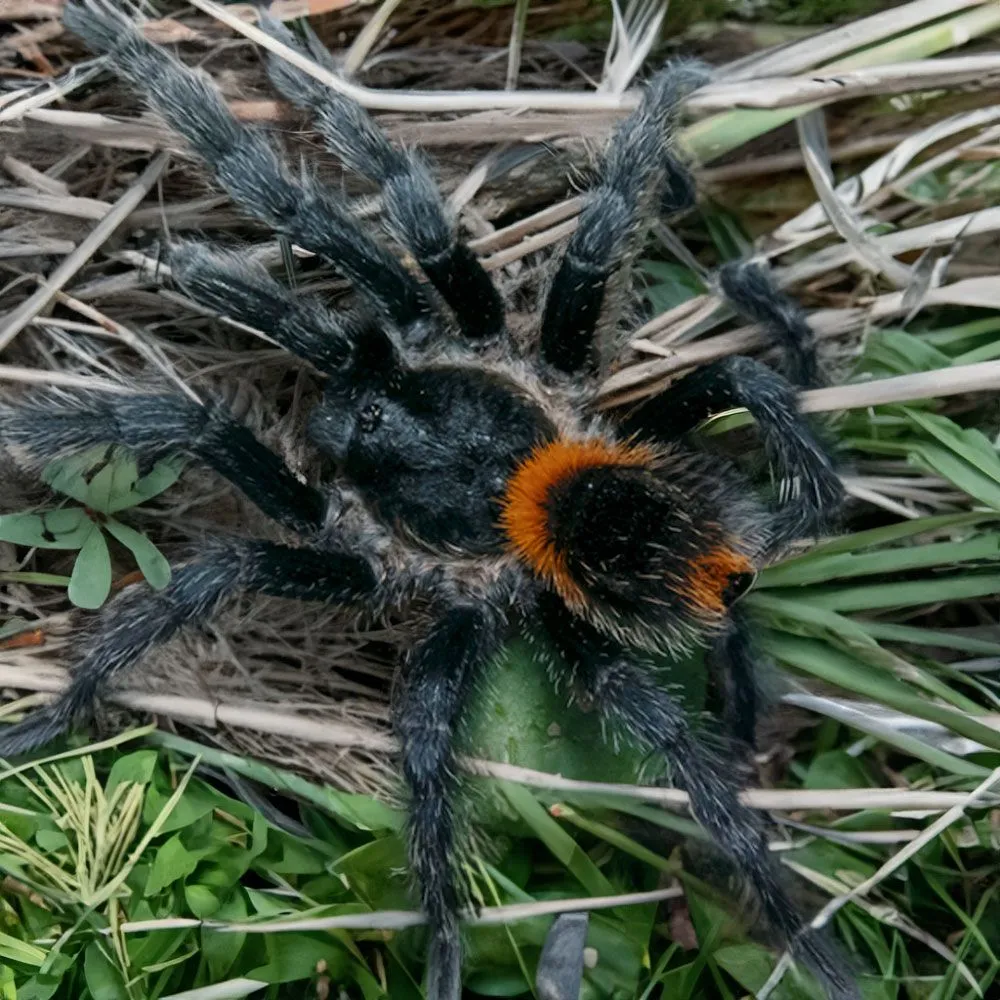/img/18122-chilean-flame-tarantula-breeding.webp