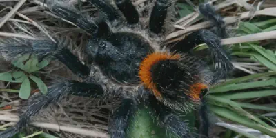 /img/18122-chilean-flame-tarantula-breeding.webp