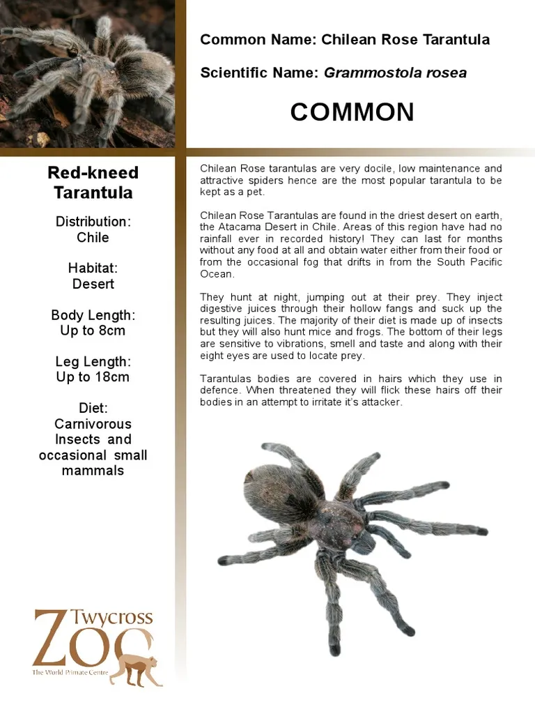 18122 chilean flame tarantula close up