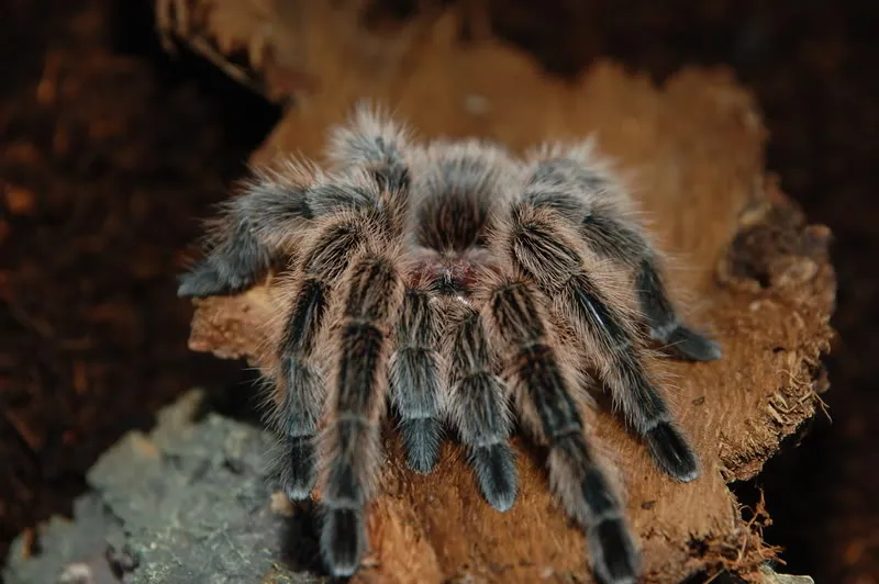 18122 tarantula molting