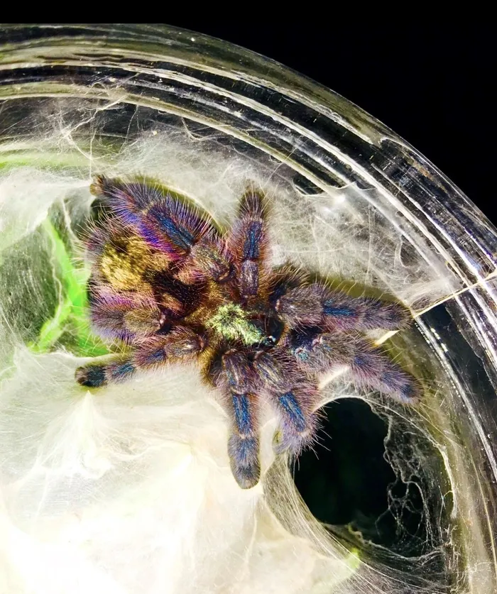 18124 misting pink toe tarantula