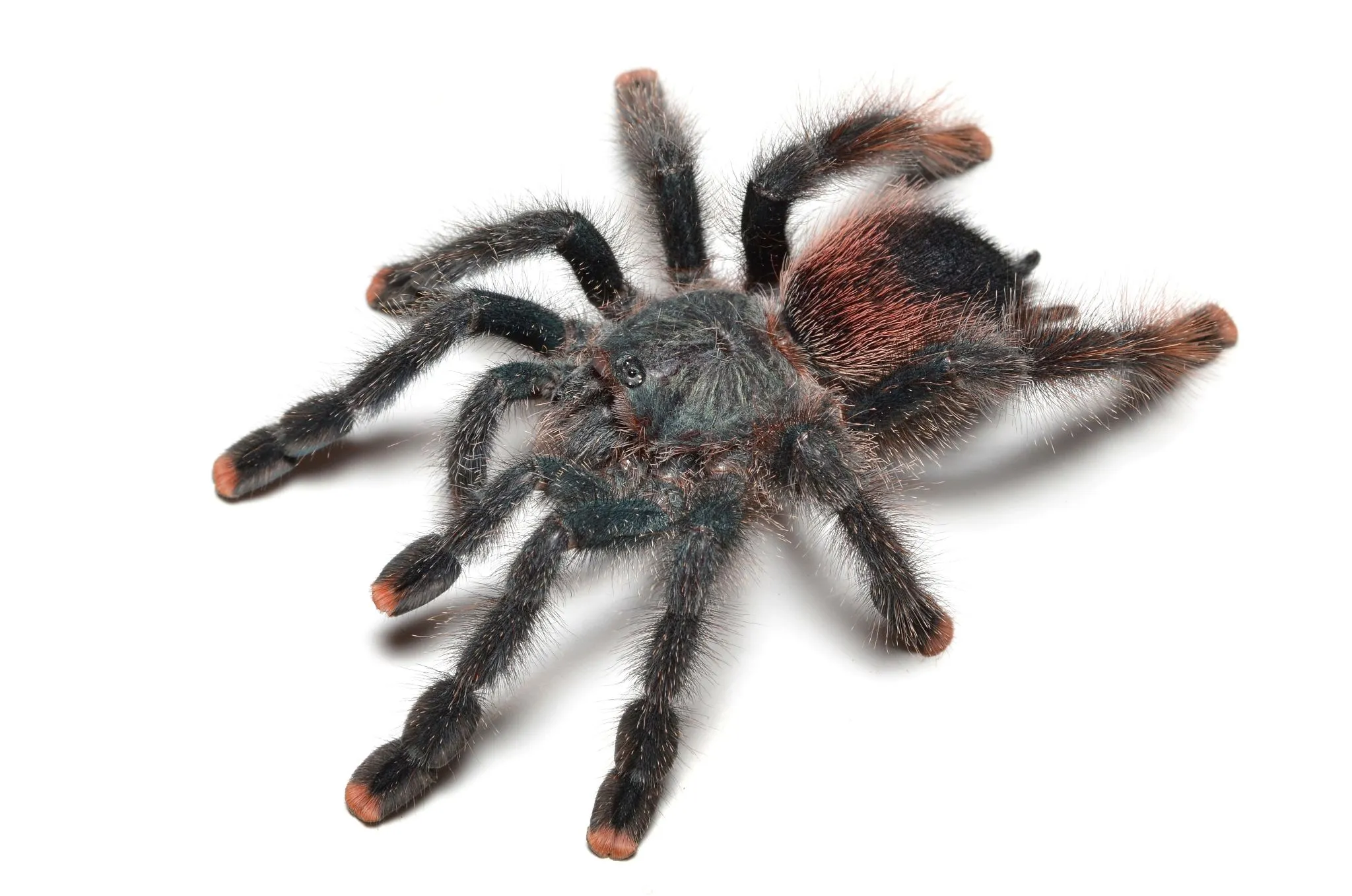 18124 pink toe tarantula dehydrated