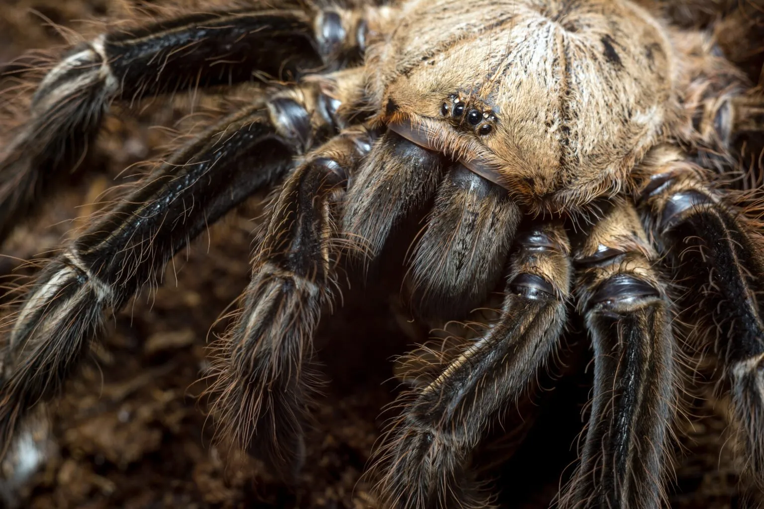 /img/18127-giant-tarantula-species.webp