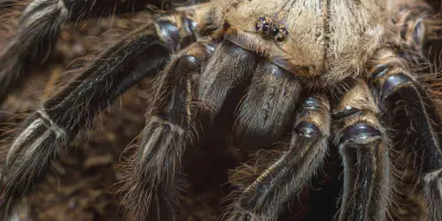 /img/18127-giant-tarantula-species.webp