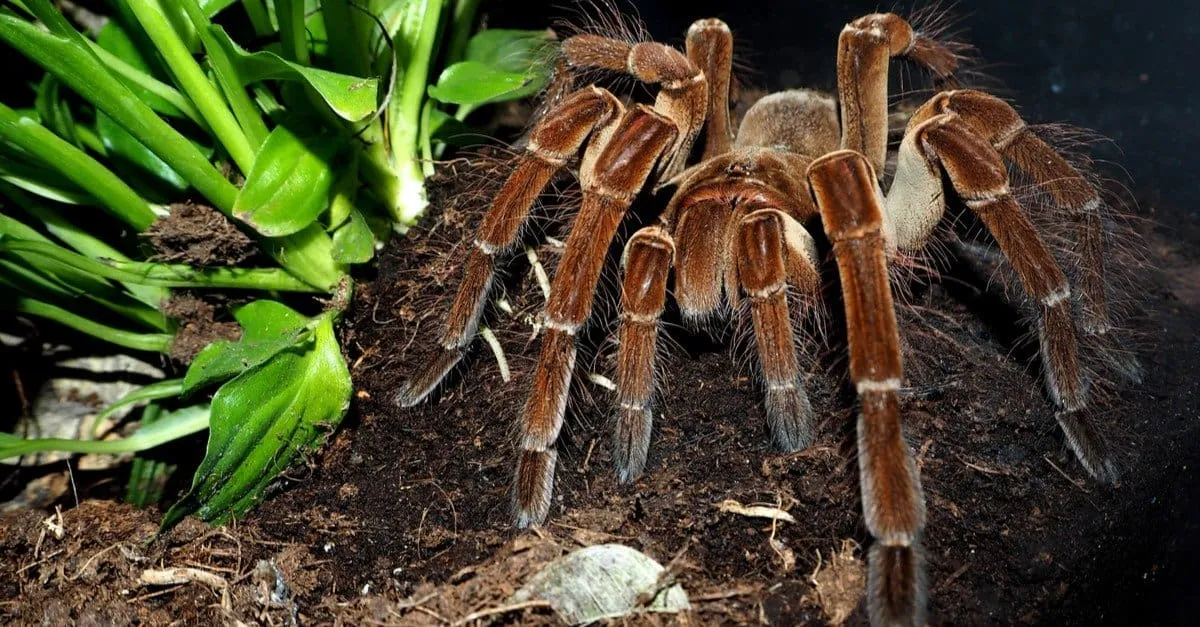 18127 tarantula identification