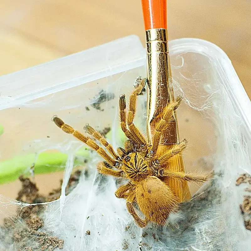 18128 orange baboon tarantula hide